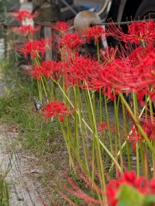 曼珠沙華