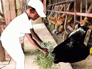 よこすか関口牧場では子供たちに酪農を知ってもらいたいため、体験学習として牛への餌やり、乳しぼり、ブラシがけなどの実習を行っています。